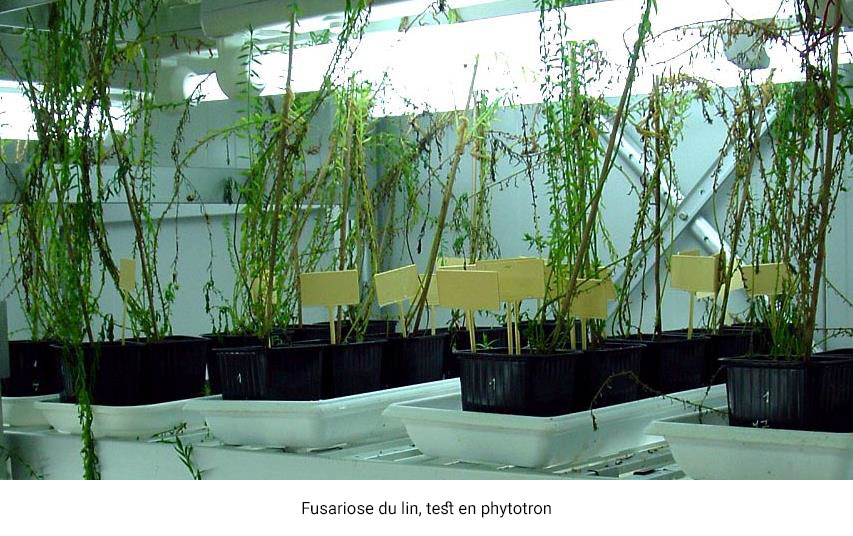 https://js-consult.fr/wp-content/uploads/2021/02/js-consulting-biosciences-image-protection-des-plantes-test-en-phytotron.jpg